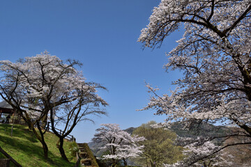 【神奈川県】春の津久井湖城山公園  桜並木