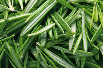 Fresh green rosemary leaves as background, top view