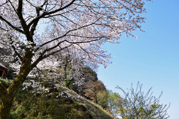 【神奈川県】春の津久井湖城山公園  桜並木