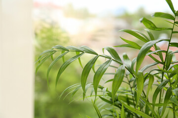 Fototapeta na wymiar Beautiful green houseplant near window indoors, closeup