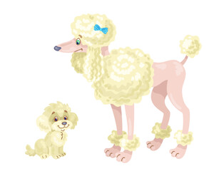 Funny white poodle and cute puppy. In cartoon style. Isolated on white background. Vector flat illustration.