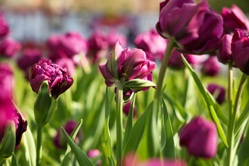 Beautiful colorful tulips growing in flower bed, selective focus