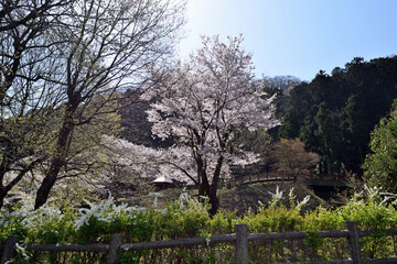 【神奈川県】春の津久井湖城山公園  桜並木
