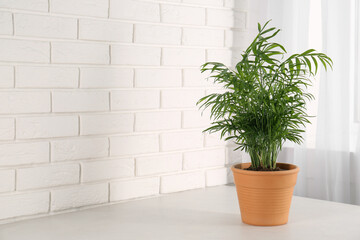 Potted chamaedorea palm on light grey table indoors, space for text. Beautiful houseplant