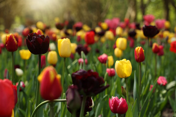 Beautiful bright tulips growing outdoors, closeup view
