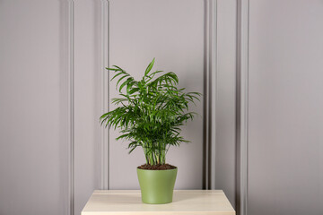 Potted chamaedorea palm on light table near white wall. Beautiful houseplant