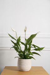 Beautiful spathiphyllum on wooden table near white wall. House decor