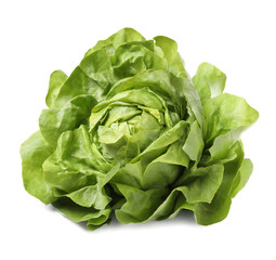 Obraz premium Fresh green butter lettuce head isolated on white