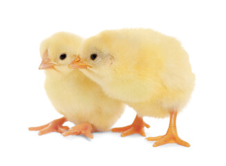 Two cute fluffy baby chickens on white background