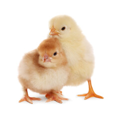 Two cute fluffy baby chickens on white background