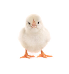 Fototapeta premium Cute fluffy baby chicken on white background