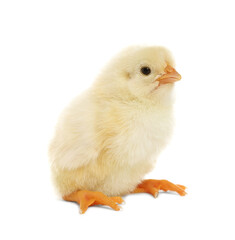 Obraz premium Cute fluffy baby chicken on white background
