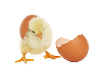 Cute chick and pieces of eggshell on white background. Baby animal
