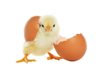 Cute chick and pieces of eggshell on white background. Baby animal