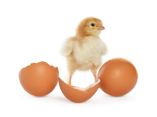 Cute chick, egg and pieces of shell on white background. Baby animal