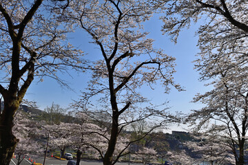 【神奈川県】春の津久井湖城山公園  桜並木