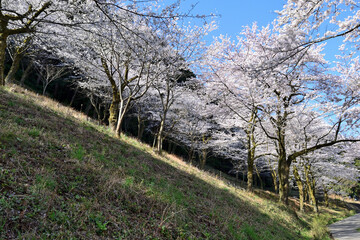 【神奈川県】春の津久井湖城山公園  桜並木