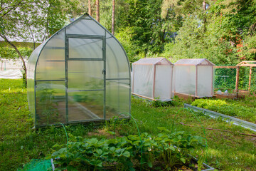 Fototapeta na wymiar Small farm greenhouse for growing plants on a hothouses for cultivation of tomatoes or organic vegetables with strawberry bed patch background in private garden yard.Farming and gardening concept. 
