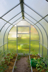 Farm greenhouse or hothouse for growing organic yellow green banana pepper, paprika, chili red pepper plant, spanish sweet pepper or cultivation other eco vegetables fruits inside.

Vertical photo.