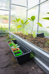 Bananas peppers, paprika, chili red peppers plants or spanish sweet peppers seedlings on mulching...