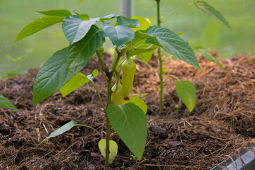 Organic raw yellow green banana pepper, paprika, chili red pepper plant or spanish sweet pepper on...