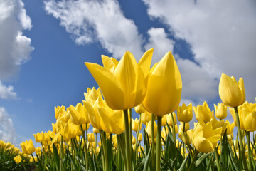 Den Helder, Netherlands. April 30, 2022. Flowering tulip fields, seen from a frog's perspective.