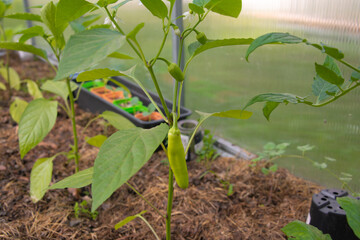 Eco raw yellow green bananas peppers, paprika, chili red peppers plants or spanish sweet peppers...