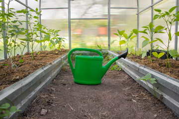 Green plastic watering can stands on soil on a mulched ground with cut grass to protect against weed germination, organic yellow green peppers or vegetables cultivation background in greenhouse.