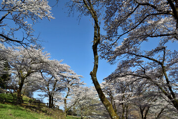 【神奈川県】春の津久井湖城山公園  桜並木
