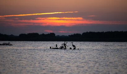 Obraz na płótnie Canvas Birds silhouette during sunrise in Danube Delta. Beautiful summer sun rising landscape of the Romanian nature.