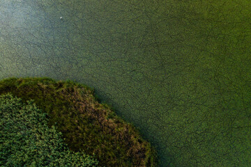 Water river delta green vegetation texture from above. Aerial landscape photo with beautiful nature textures.