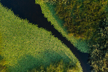 Water river delta green vegetation texture from above. Aerial landscape photo with beautiful nature textures.