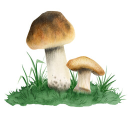 Watercolor boletus edulis edible mushrooms growing in green grass illustration isolated on white background. Composition with realistic forest woodland plants for products labels