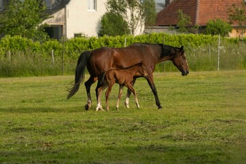 Belgian warm blood mare with newborn foal out in the meadow