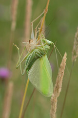 Great green bush cricket or Tettigonia viridissima  during molting