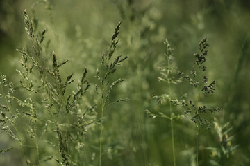 Background with spikelet of grass. 