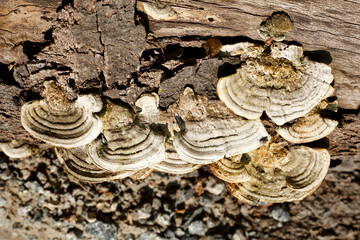 Baumschwamm, Pilz an einem Baumstamm, Deutschland