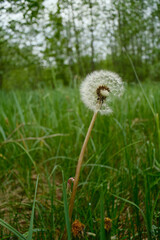 Lonely dandelion in the forest grass. 