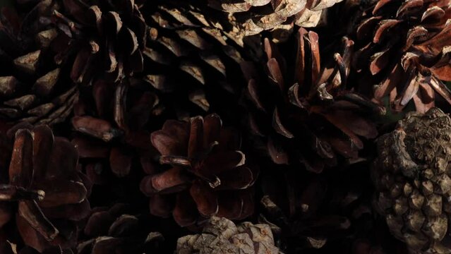 pine cone, rotation in circle. Christmas paraphernalia, Turning. selective focus.	