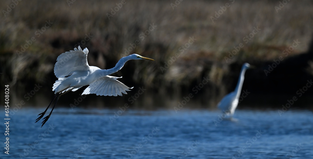 Canvas Prints Great egret // Silberreiher (Ardea alba) - Greece