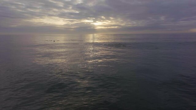 Africa drone aerial cinematic dolphins pod swimming sunrise sunset early morning ocean surf waves JBAY Jefferys Bay Indian Ocean deep aqua blue water cloudy golden sun forward left movement