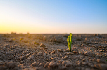 The plant comes out of the ground at sunset. Corn sprouts in the field.