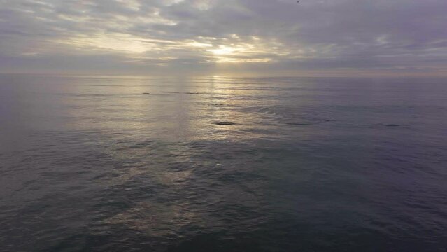 Africa drone aerial cinematic dolphins pod swimming sunrise sunset early morning ocean surf waves JBAY Jefferys Bay Indian Ocean deep aqua blue water cloudy golden sun circling left movement