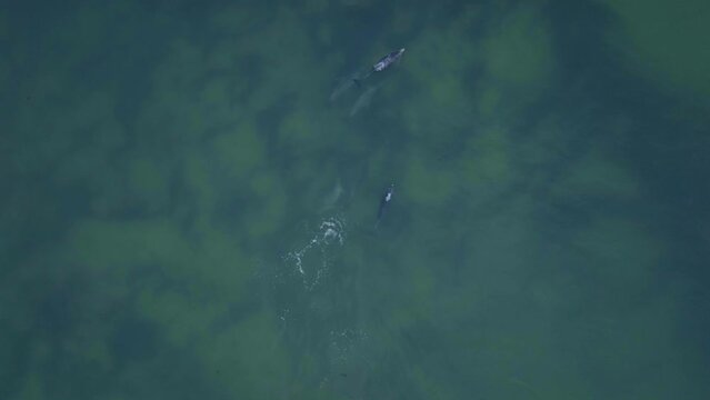 Africa drone dolphins pod swimming ocean surf waves JBAY Jefferys Bay Garden Route Cape Town Indian Ocean deep aqua blue water top down follow movement
