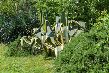 Agave American grows in park area of embankment in Sirius, Sochi.Huge striped leaves of evergreen plant American agave (Agave americana) striped against background of evergreen and deciduous plants.