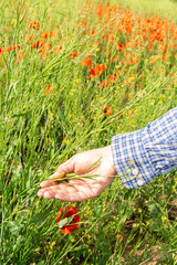 A male farmer checks the quality of sown rapeseed on a sunny summer day, summer field work, a field...
