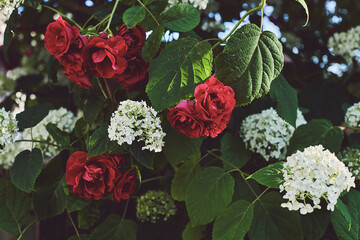 red roses and white hydrangea flowers in a garden