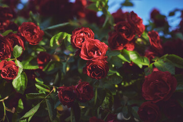 red roses in the garden