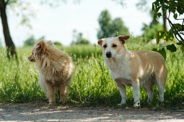 Redhead decorative cute dog on a walk. 