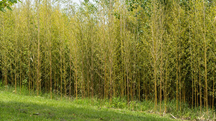 Evergreen graceful plant against bright blue sky. Bamboo thickets Phyllostachys aureosulcata are located inornithological park in Sirius. Sochi.  Nature concept for design